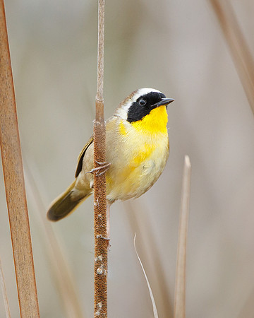 Common Yellowthroat