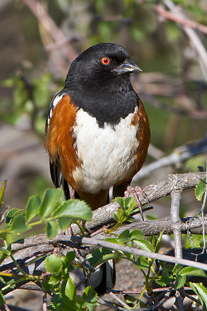 Spotted Towhee