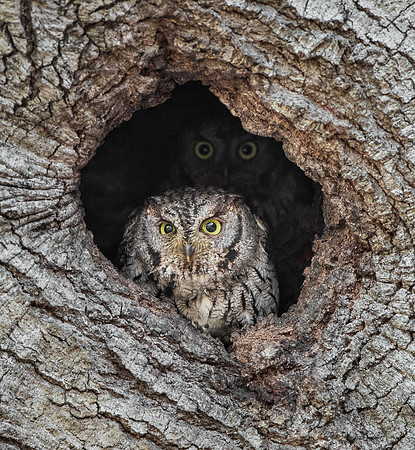 Pair of Western Screech-Owls at nest
