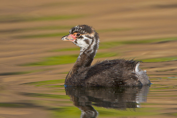 Pied-billed Grebe, juvenile