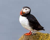 Atlantic Puffin