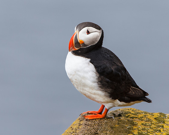 Atlantic Puffin
