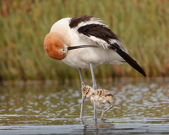 American Avocet, parent with 3-day-old chick