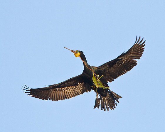 Double-crested Cormorant in flight with nest/nesting material