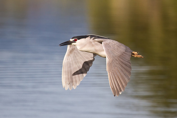 Black-crowned Night Heron