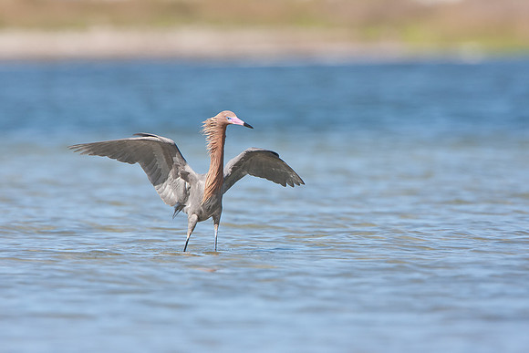 Reddish Egret