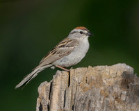 Chipping Sparrow