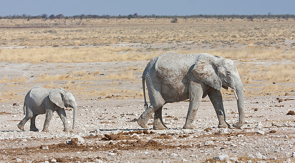 African Elephant, mother with young