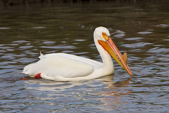 American White Pelican, breeding adult