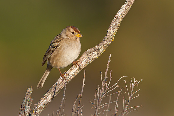 White-crowned Sparrow, immature