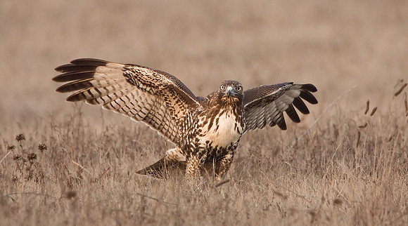 The hawk has caught the vole, which is held in the bird's talons.