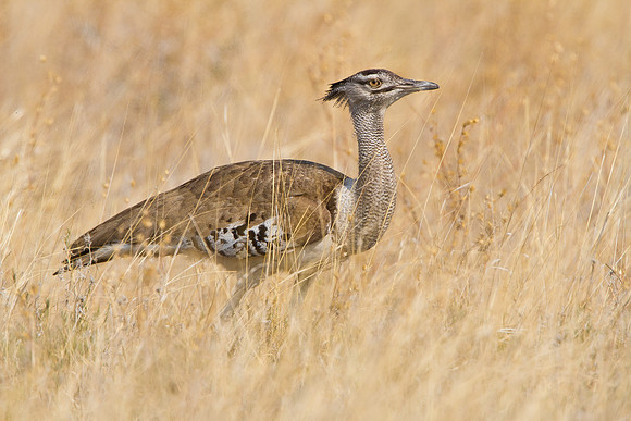 Kori Bustard