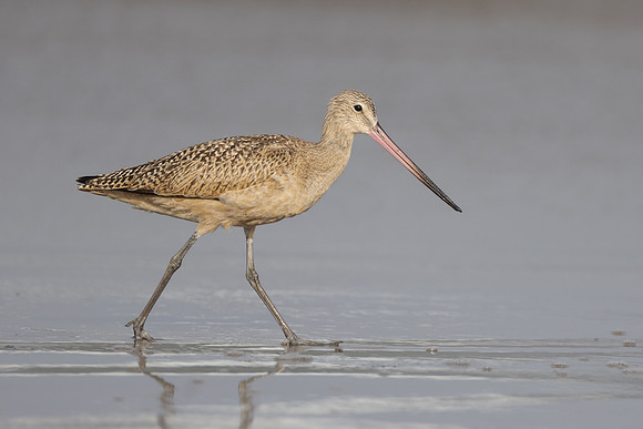 Marbled Godwit