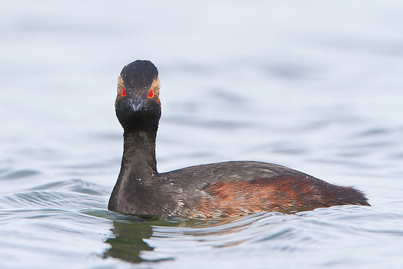 Eared Grebe