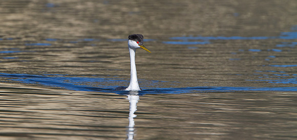 Western Grebe