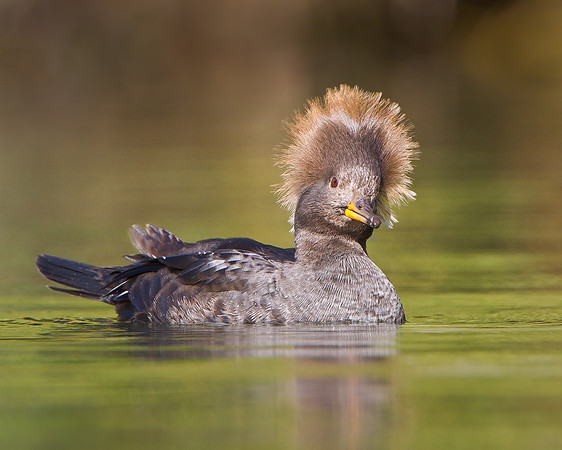 Hooded Merganser, female
