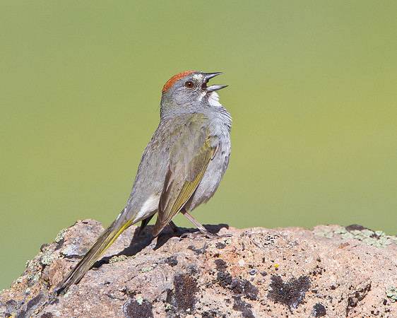 Green-tailed Towhee