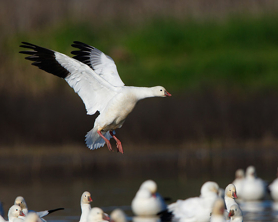 Ross's Goose in flight