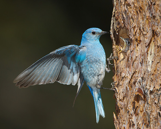 Mountain Bluebird, male at nest
