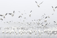 Ross's Geese (mostly) on a foggy morning