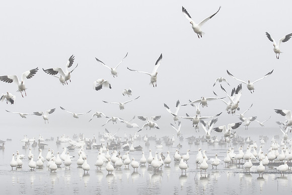 Ross's Geese (mostly) on a foggy morning