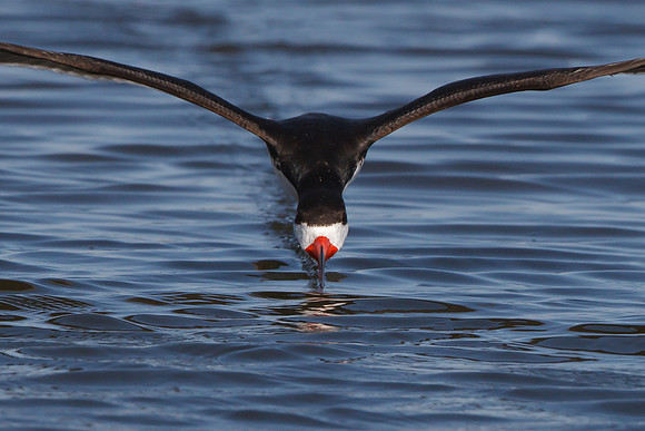 Black Skimmer skimming