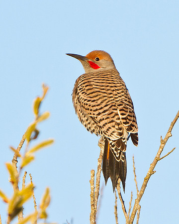 Northern Flicker