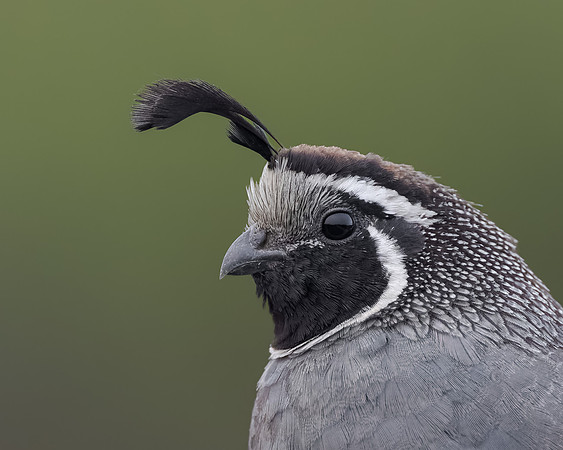 California Quail