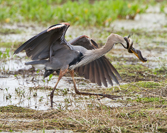 Great Blue Heron in battle with snake