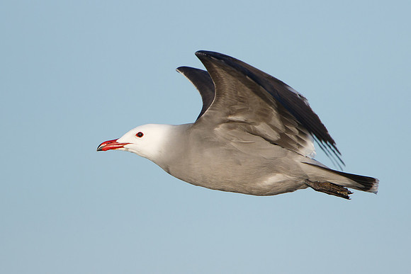 Heermann's Gull