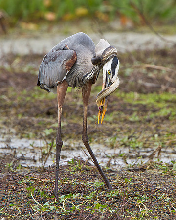 Great Blue Heron in battle with snake