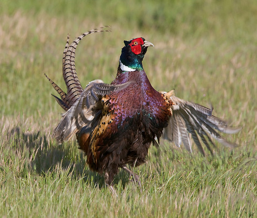 Ring-necked Pheasant