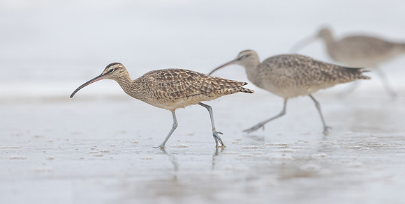 Whimbrels