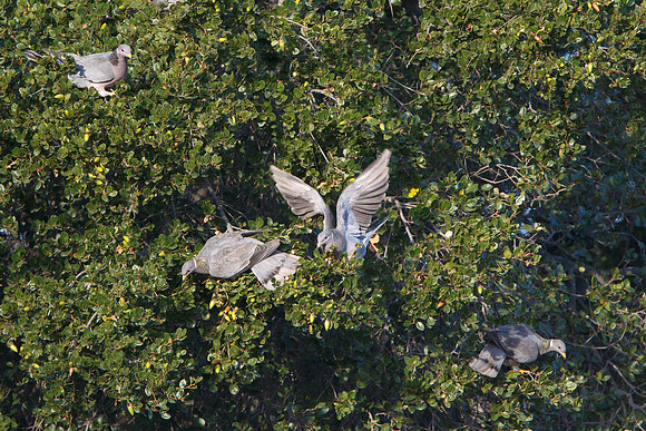 Band-tailed Pigeons, foraging for acorns