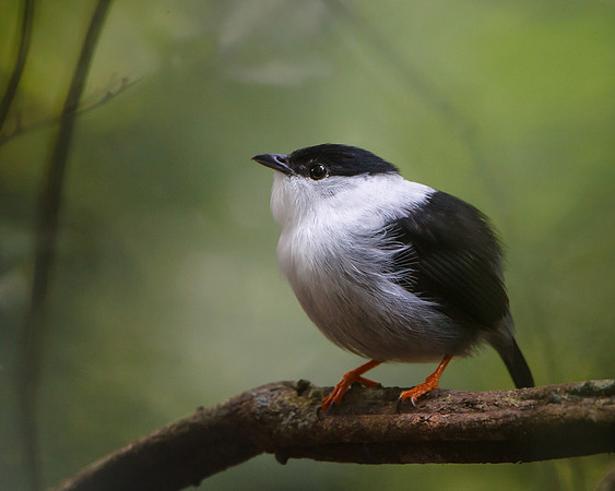 White-bearded Manakin