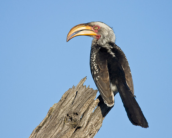 Southern Yellow-billed Hornbill
