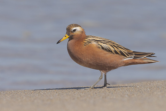 Red Phalarope