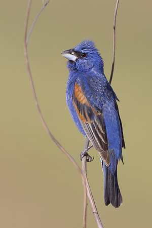 Blue Grosbeak