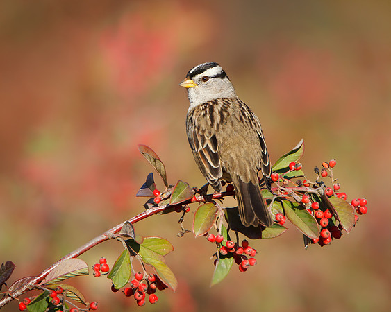 White-crowned Sparrow