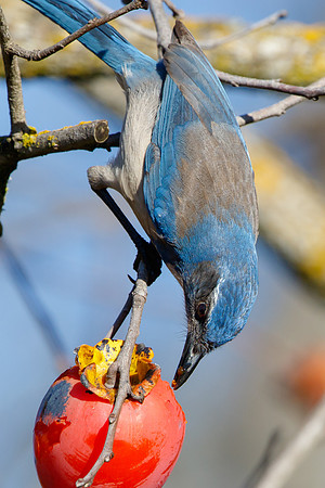 California Scrub-Jay, feeding on persimmons