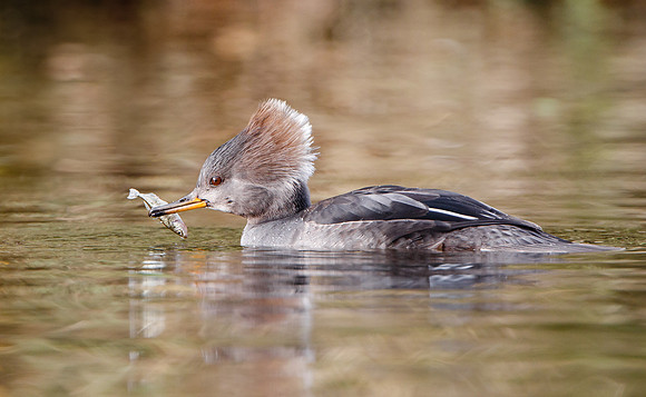 Hooded Merganser, with sticleback