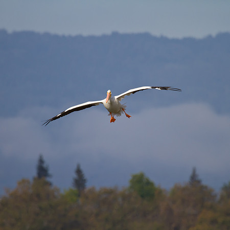 American White Pelican