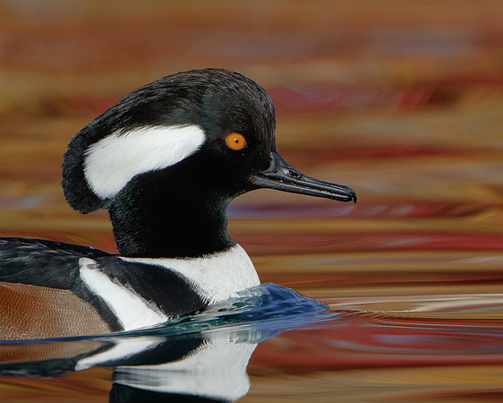 Hooded Merganser