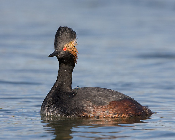 Eared Grebe