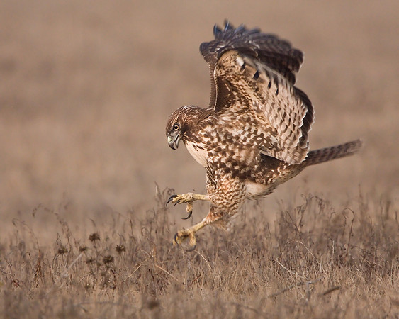 This Red-tailed Hawk is about to pounce on a vole (meadow mouse).
