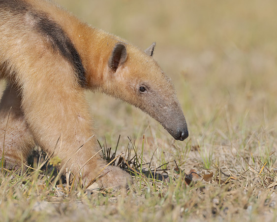 Southern Tamandua