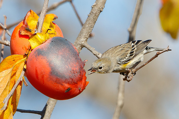 Yellow-rumped Warbler, feeding on persimmons