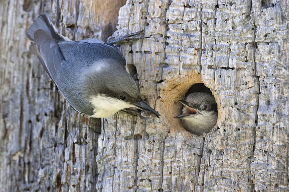 Pygmy Nuthatch, at nest