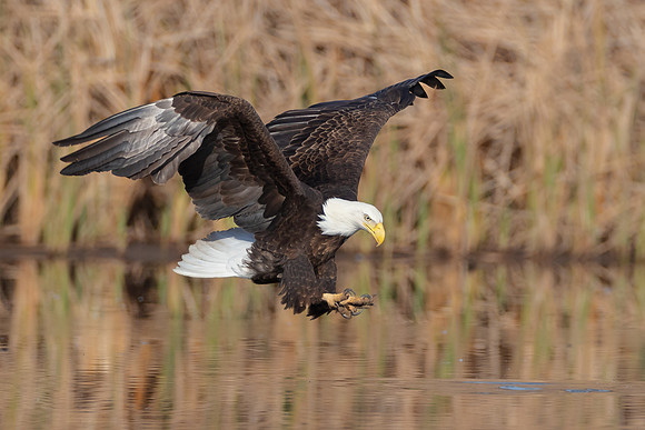 Bald Eagle