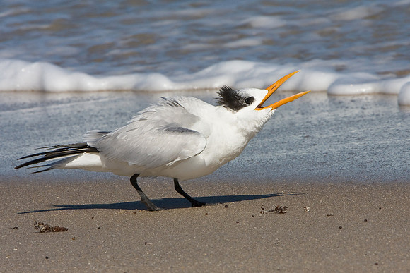Royal Tern